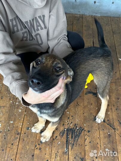 Красавица Тора в добрые руки