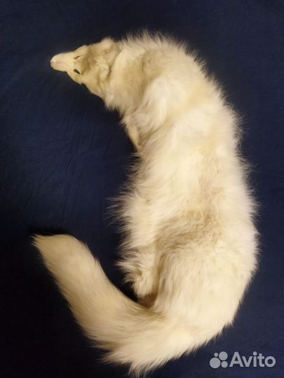Шкурка полярного песца