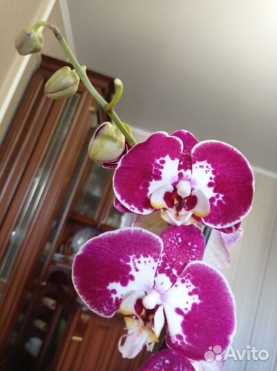 Орхидея фаленопсис цветет