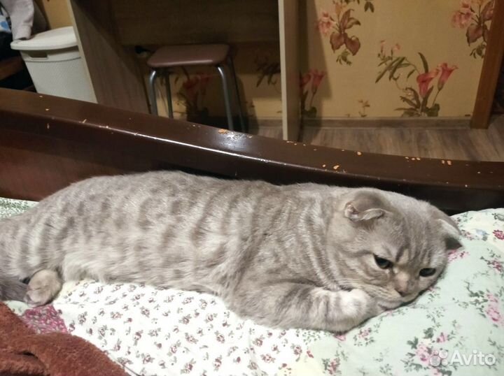 Шотландская вислоухий кот