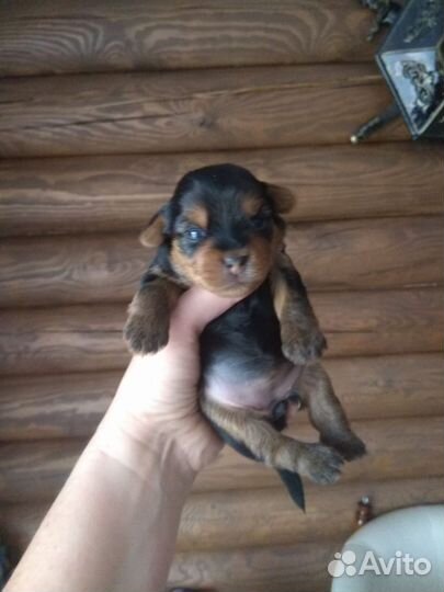 Йоркширский терьер мини