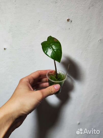 Алоказия : Зебрина, Блэк Вельвет, Сильвер Драгон