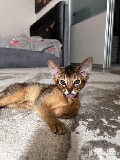 Абиссинцы клубные дети