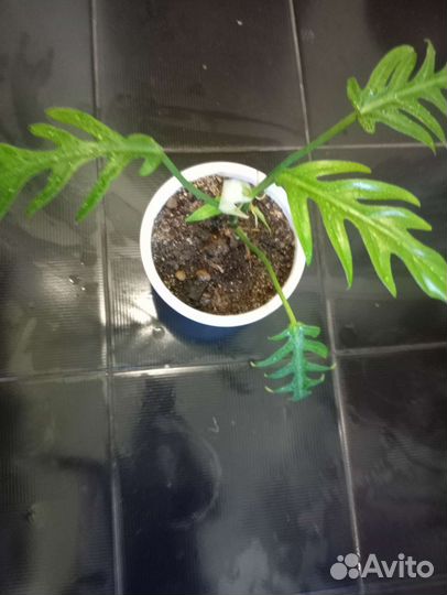 Комнатные цветы антуриум