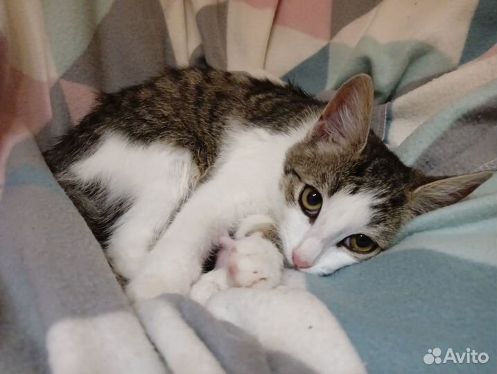 Котенок девочка сибирская