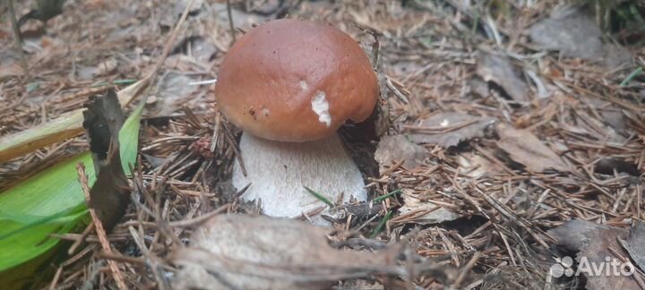 Белый,подосиновик,подберезовик,груздь