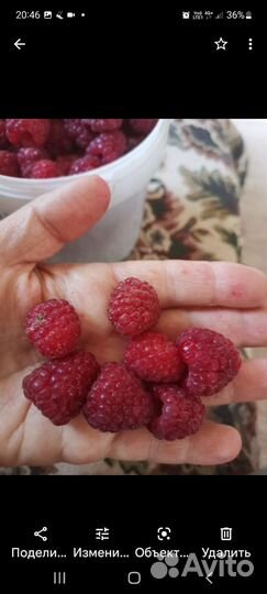 Саженцы красной и желтой малиный