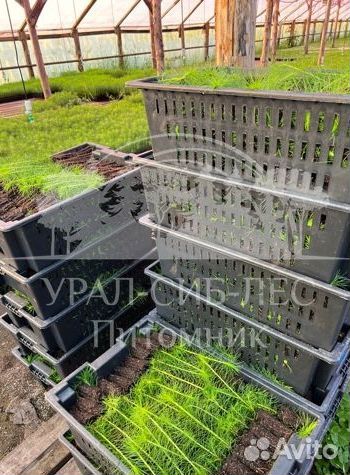 Зкс Сосна сеянцы Ели Лиственницы окс Голуб Горная