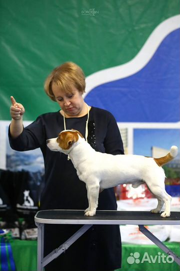 Вязка джек рассел терьер