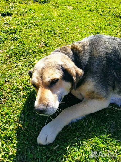 Собака в добрые руки отдам бесплатно