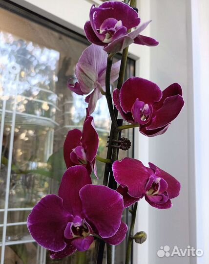 Орхидея фаленопсис, 3 куста в горшке