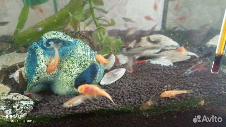 Аквариумные рыбки, креветки, растения