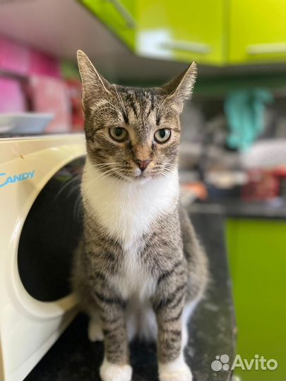Котик ищет дом