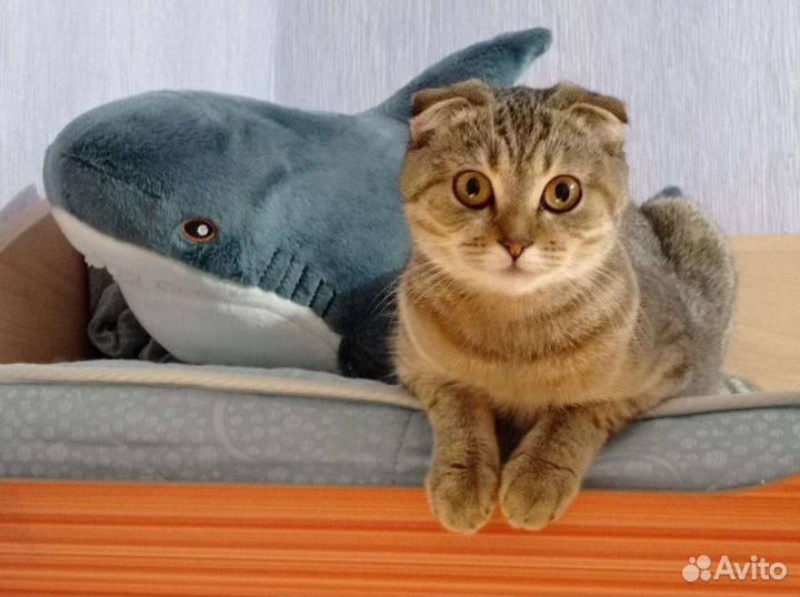 Шотландская вислоухая кошечка