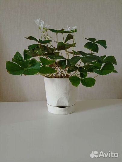 Оксалис кислица подарок