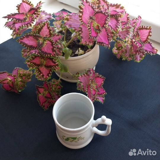 Фарфоровая посуда СССР вербилки