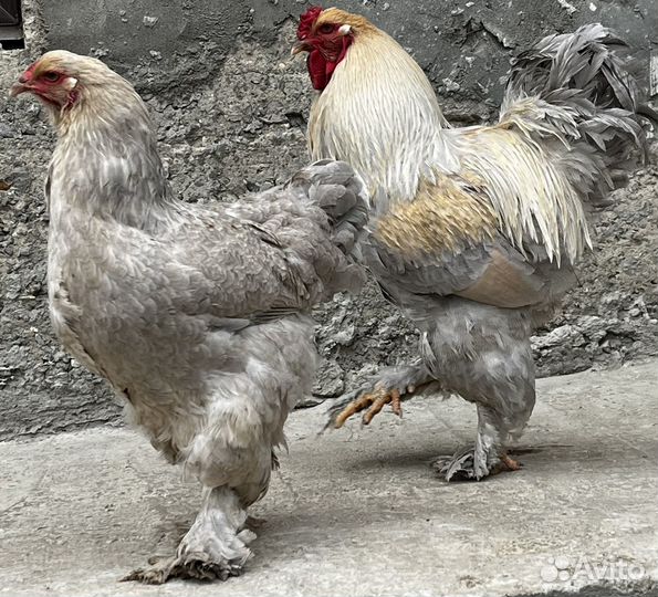 Брама изабелла