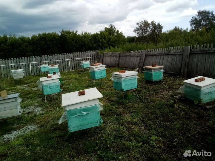 Продам пчелосемьи