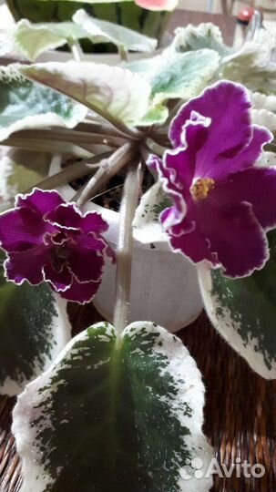 Детки сортовых фиалок