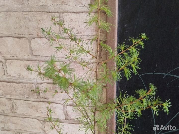 Саженец лиственницы 80 см