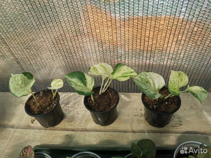 Эпипремнум