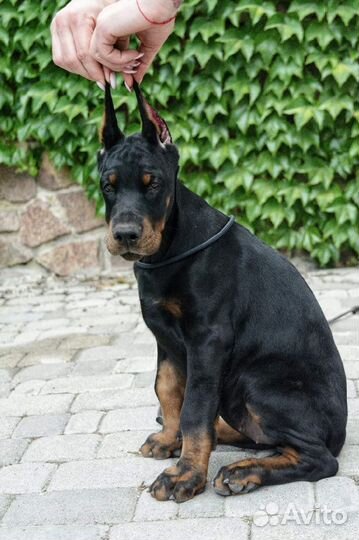 Щенки добермана