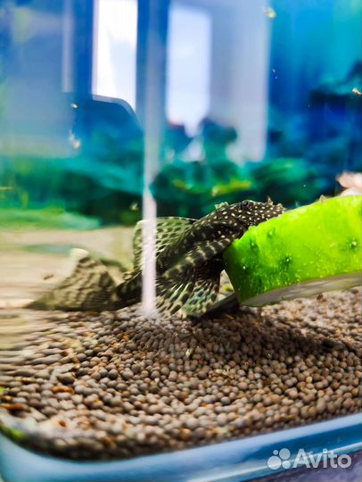 Сом Анциструс