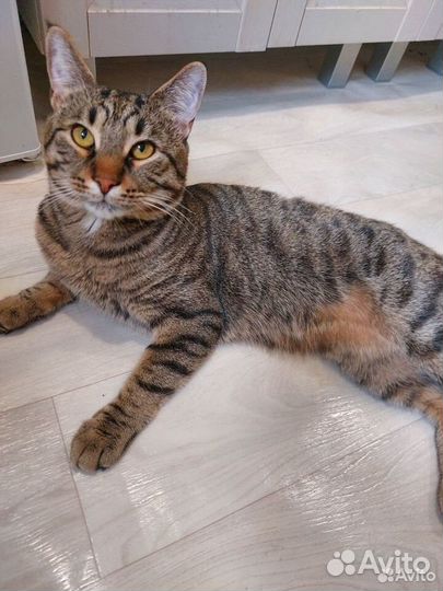 Потерялся кот