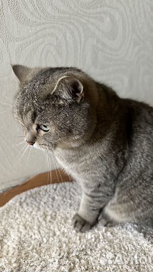 Дарю кота Буся