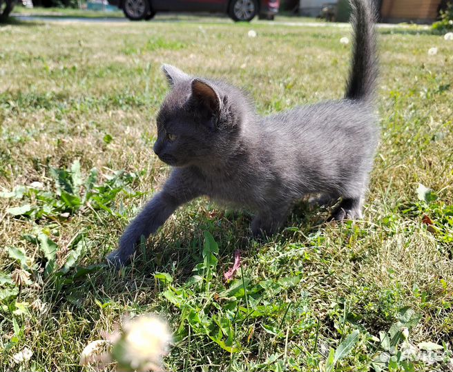 Котенок девочка в добрые руки