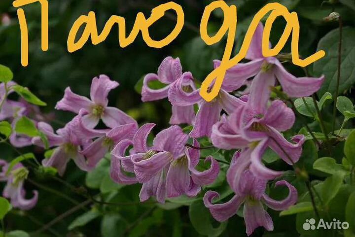 Саженцы клематиса