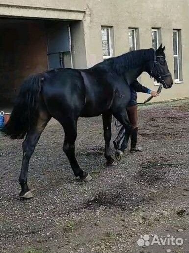 Фотосессия, аренда (спорт)