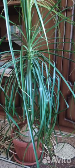 Нолина (бокарнея)