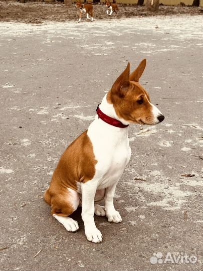 Басенджи девочка 4 мес