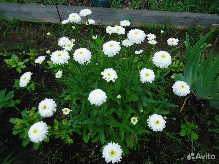 Каприфоль, нивяник махровый, ирис сибирский