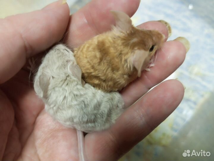 Сатиновые мышки