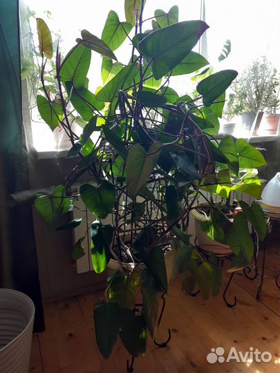 Филодендрон