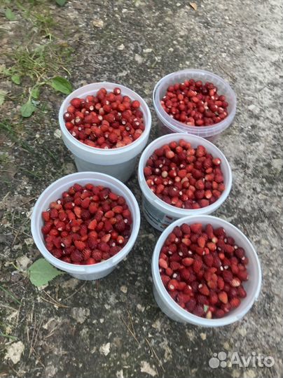 Земляника лесная