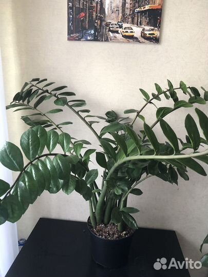 Замиокулькас