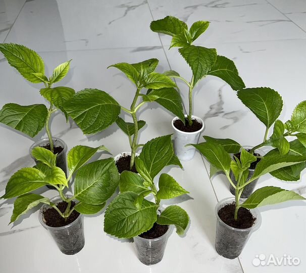 Гортензия крупнолистная