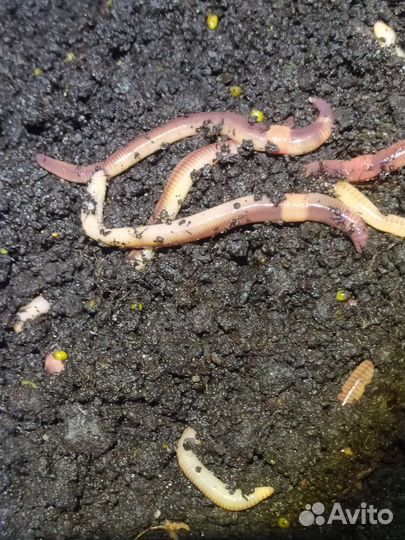 Червь дендробена