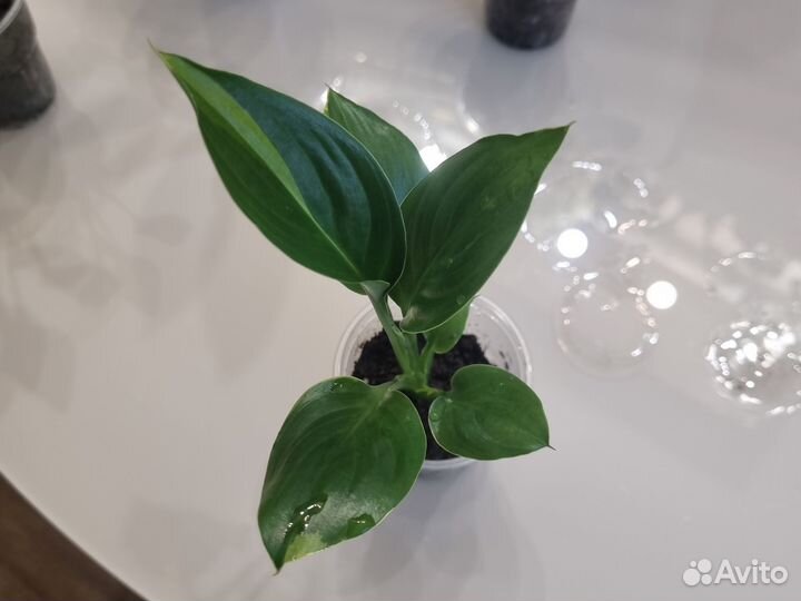 Спатифиллум Волшебник wizard