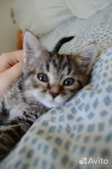 Котенок-тигренок девочка