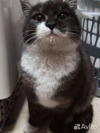 Милая кошечка