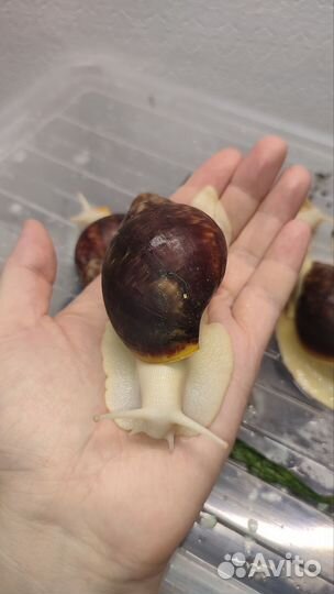 Улитка черная Тигр Дарк Роз