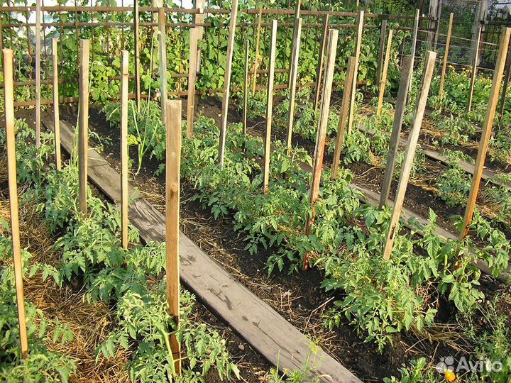 Колышки для подвязки помидор