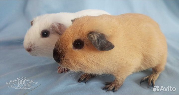 Морские свинки Кали и Селф