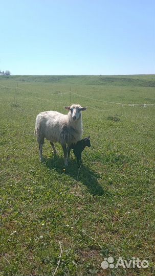 Овца с ягненком