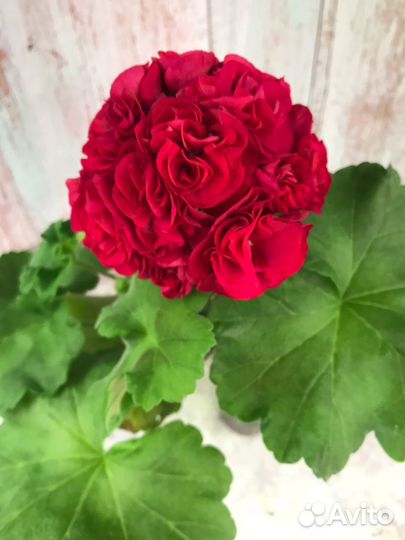 Пеларгонии сортовые