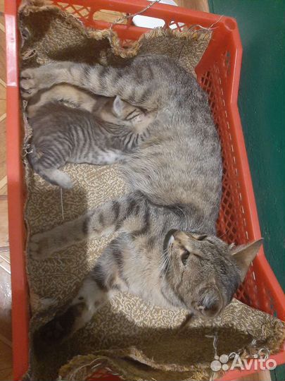 Кошка с котенком